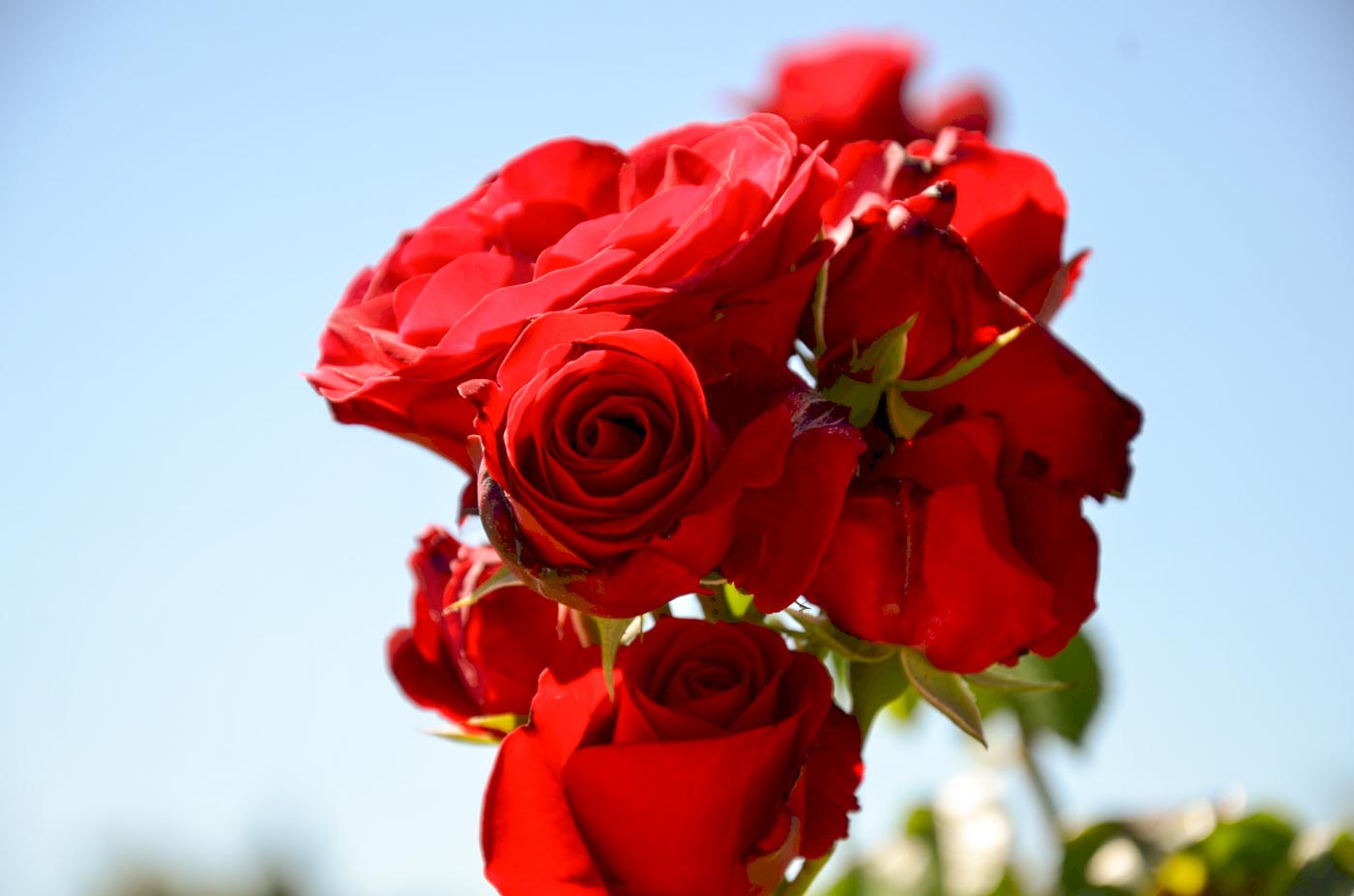 rose rosse al giardino giapponese di Parigi, museo Albert-Kahn