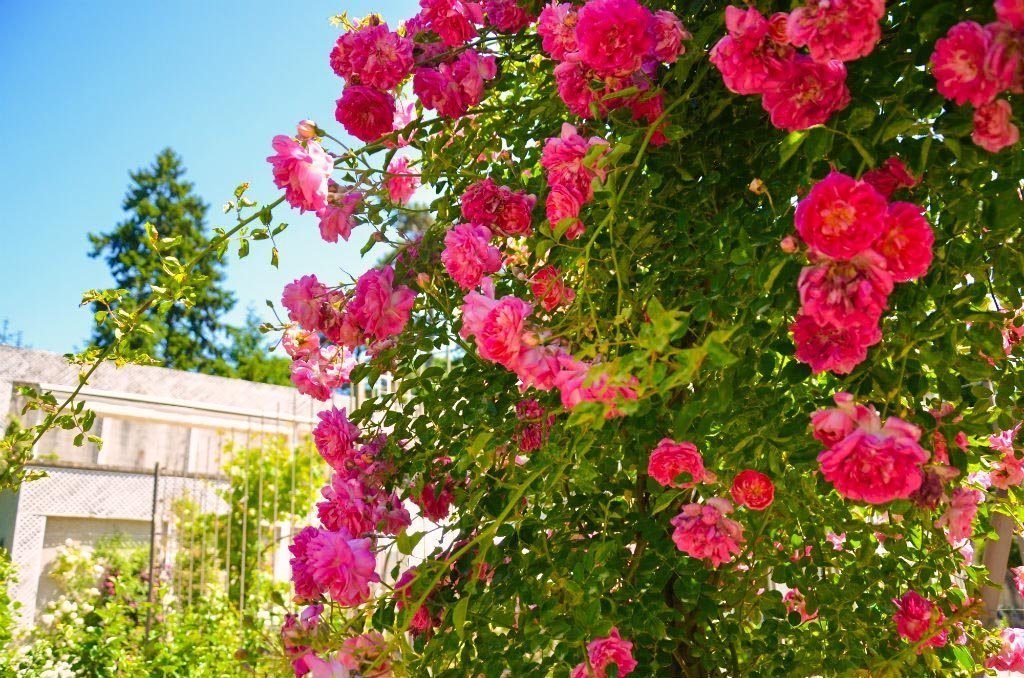 rose canine al giardino Albert-Kahn di Parigi