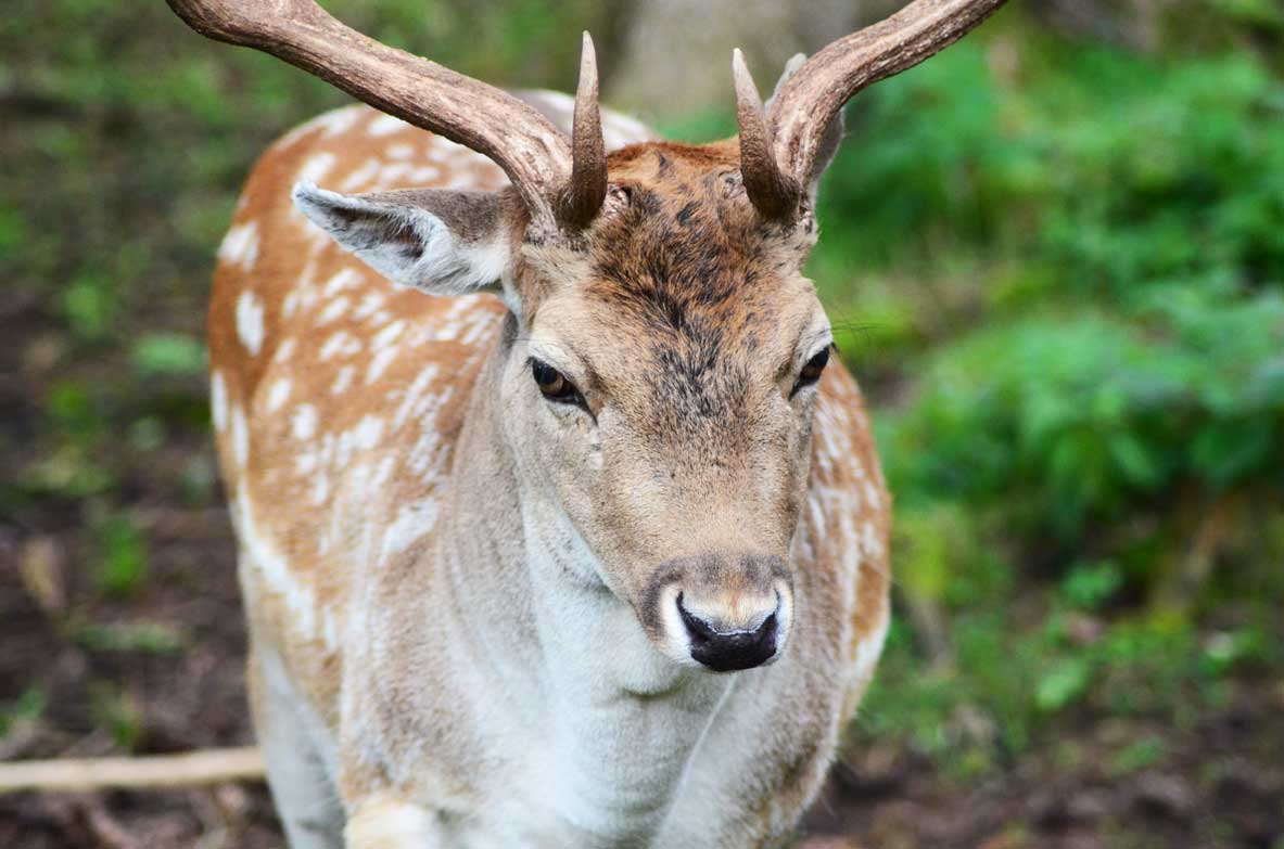 Parco zoologico di Gustav Malher